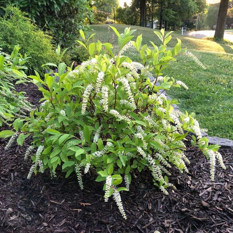 Virginia Sweetspire Requires Far Less Pruning