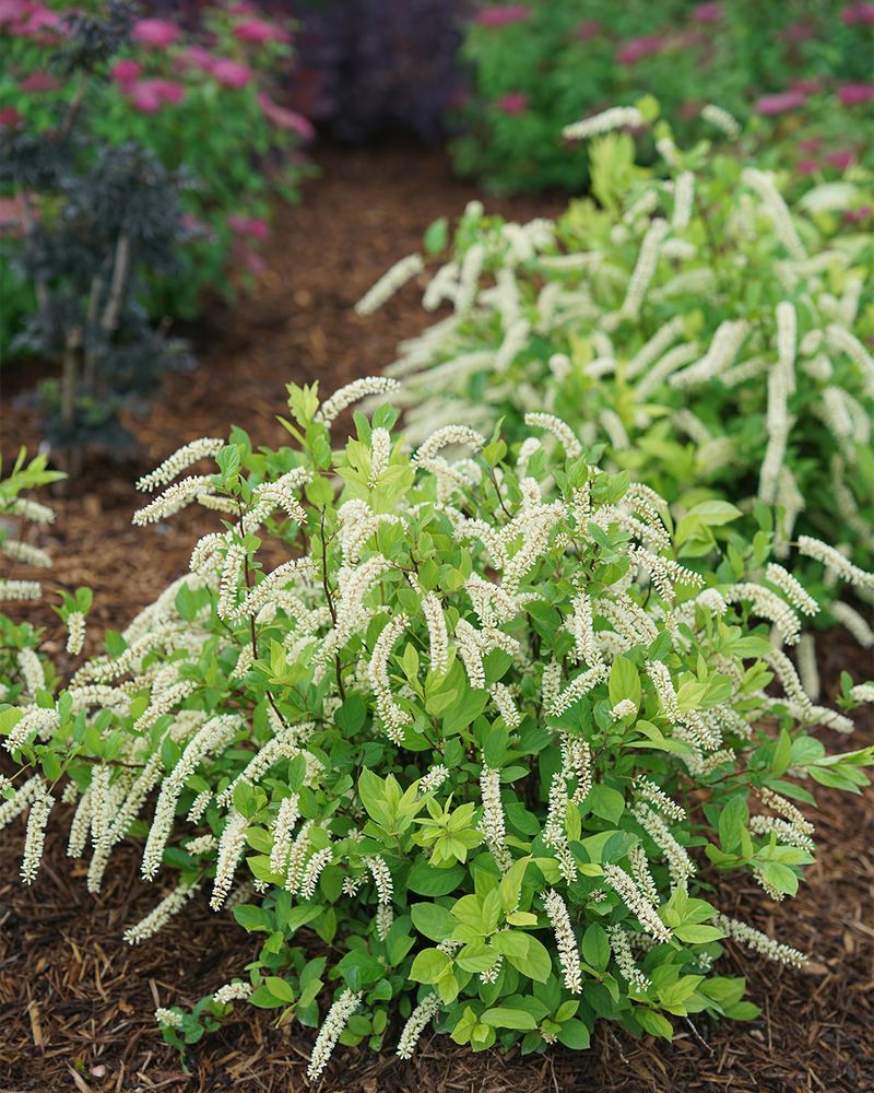 Virginia Sweetspire Softens Mixed Foundation Beds Virginia Sweetspire Softens Mixed Foundation Beds