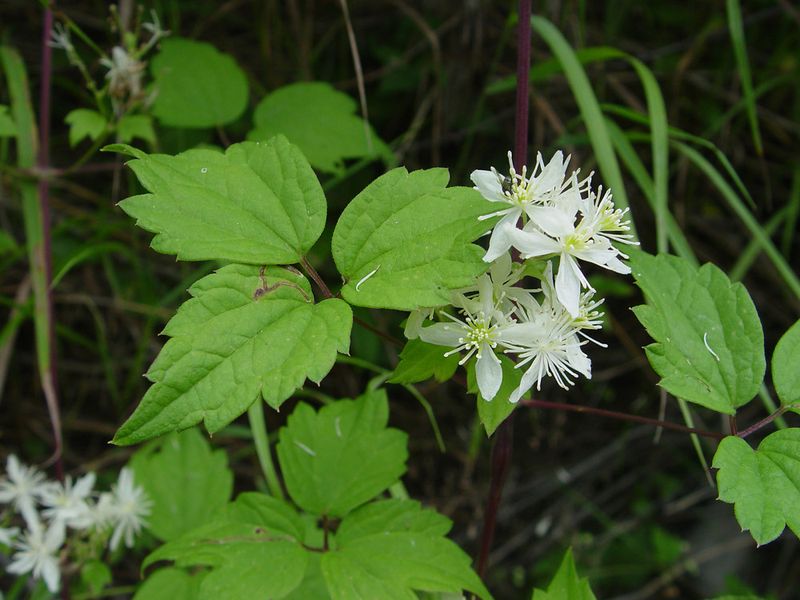 Virginia Virgin's-Bower Softens Fences With Late Flowers