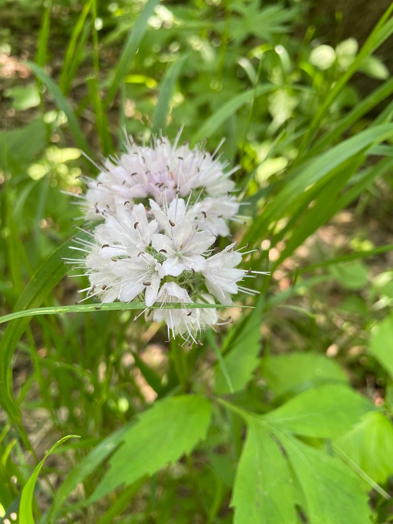 Virginia Waterleaf Supports Bees In Shady Spots