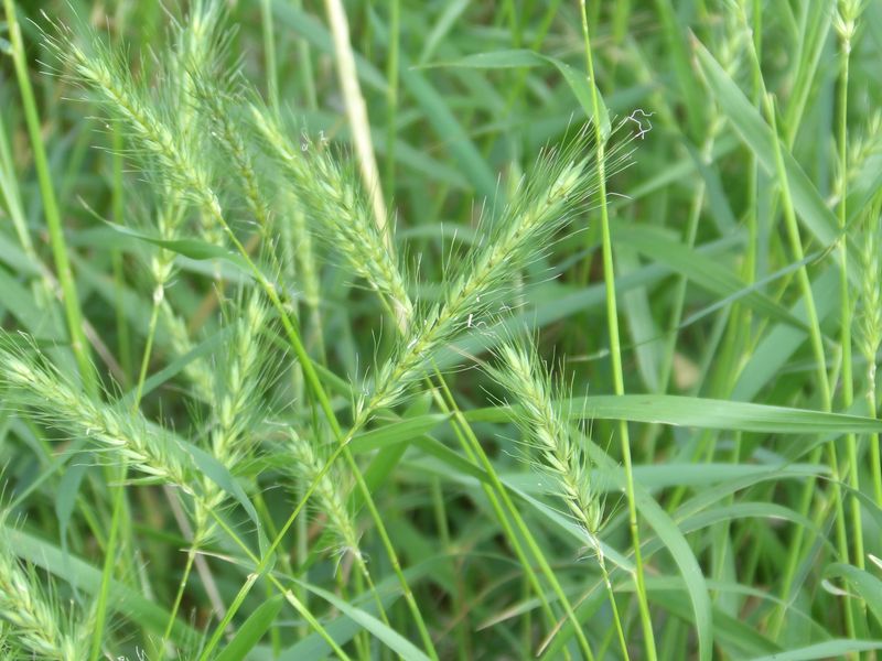 Virginia Wild Rye Virginia Wild Rye