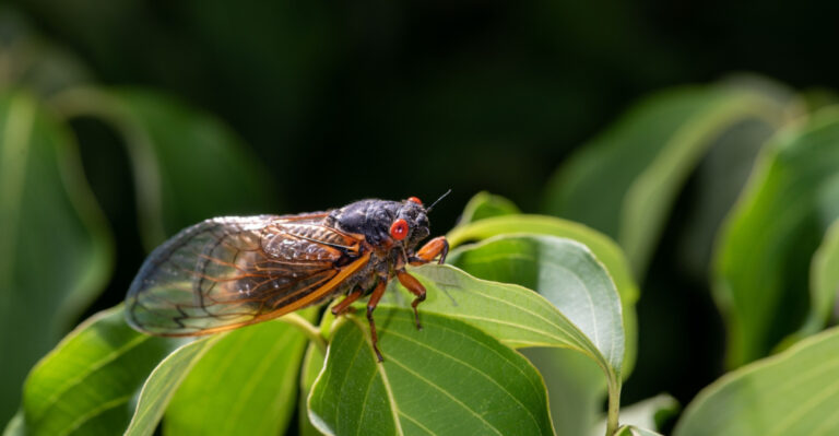 Virginia’s Cicadas Are Back, And Here’s What To Expect In Your Yard