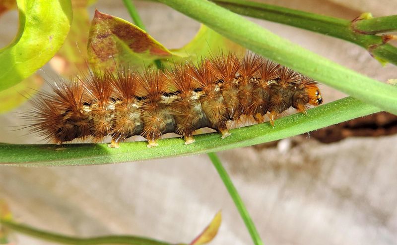 Caterpillar walking across twigs