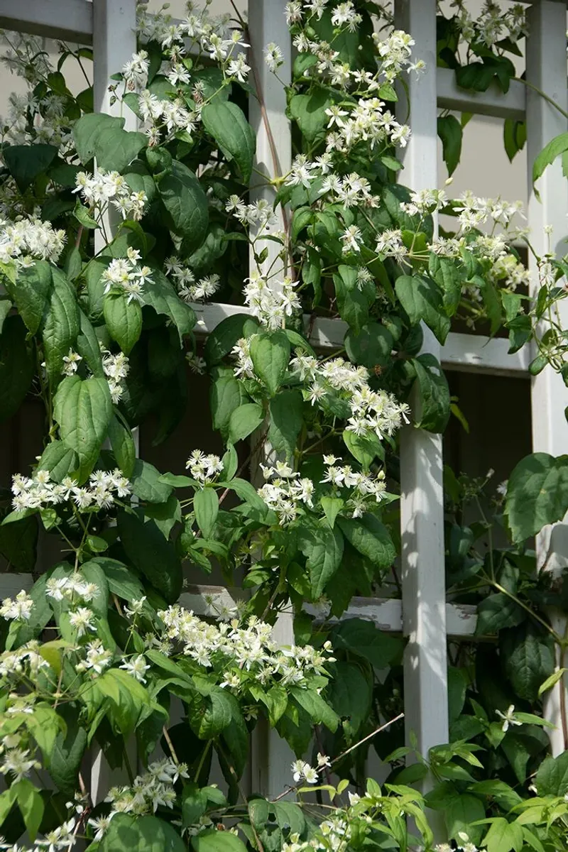 Virgin's Bower Is The Native Clematis That Can Take North Carolina Sun