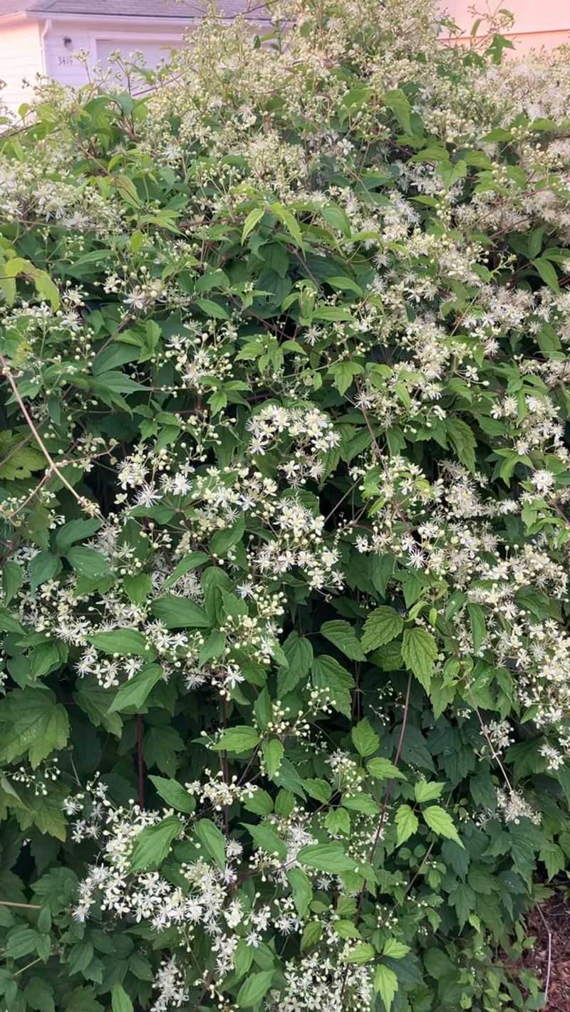 Virgin's Bower