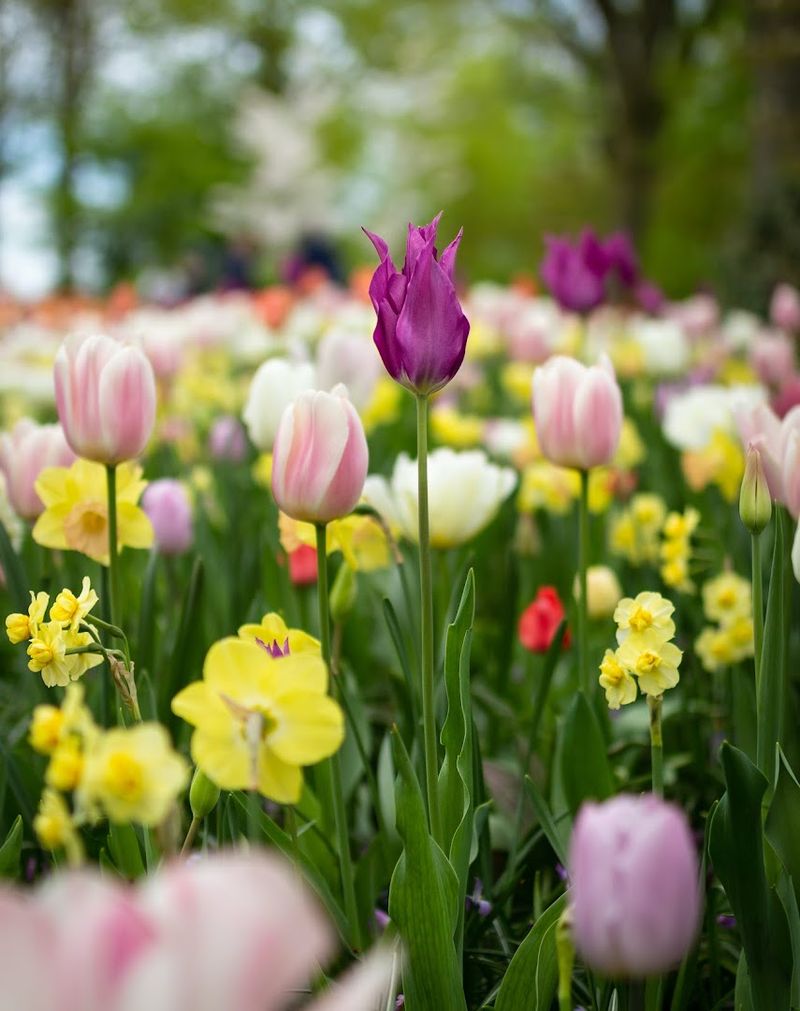 Visit Blooming Woods Flower Farm For Tulip Season Visit Blooming Woods Flower Farm For Tulip Season