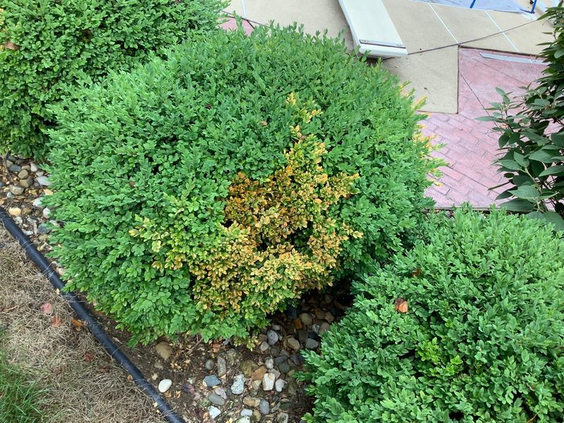 Volutella Blight Often Follows Winter Stress