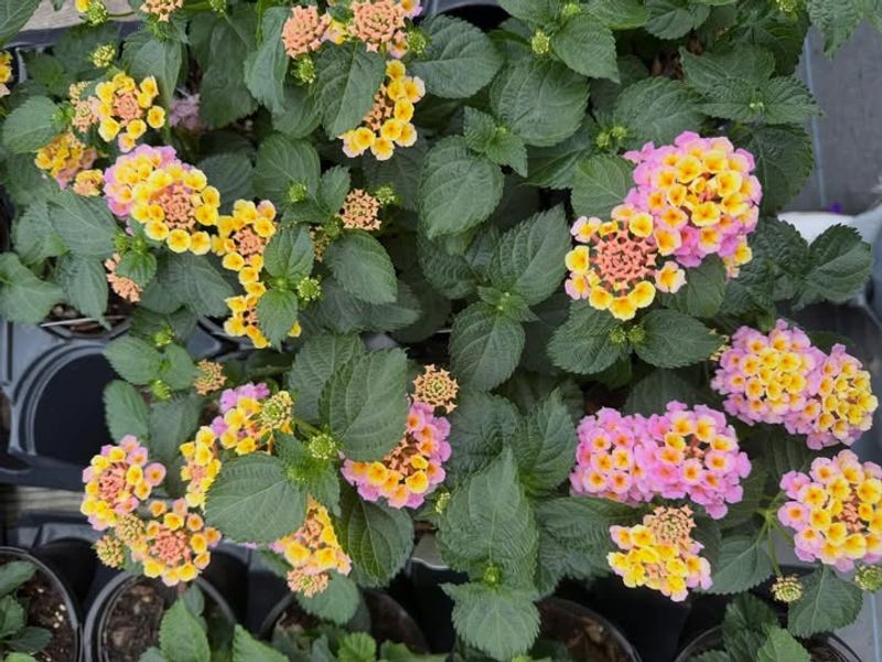 Wait For Warm Soil Before You Plant