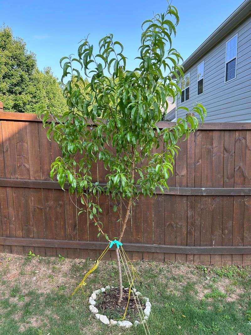 Wait For Warmer Soil With Peaches