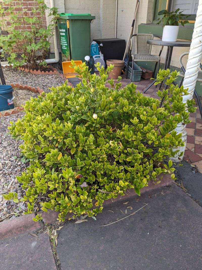 Wait On Gardenias To Keep Spring Flowers Coming