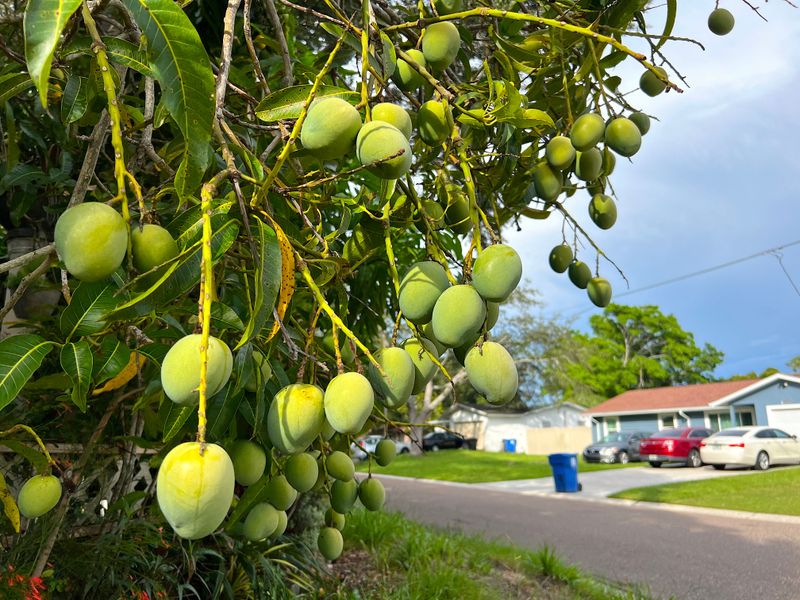 Wait On Mango Pruning Until Harvest Ends Wait On Mango Pruning Until Harvest Ends