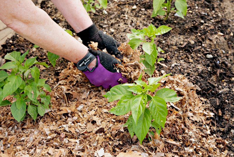 Wait To Mulch If The Soil Is Still Cool And Wet