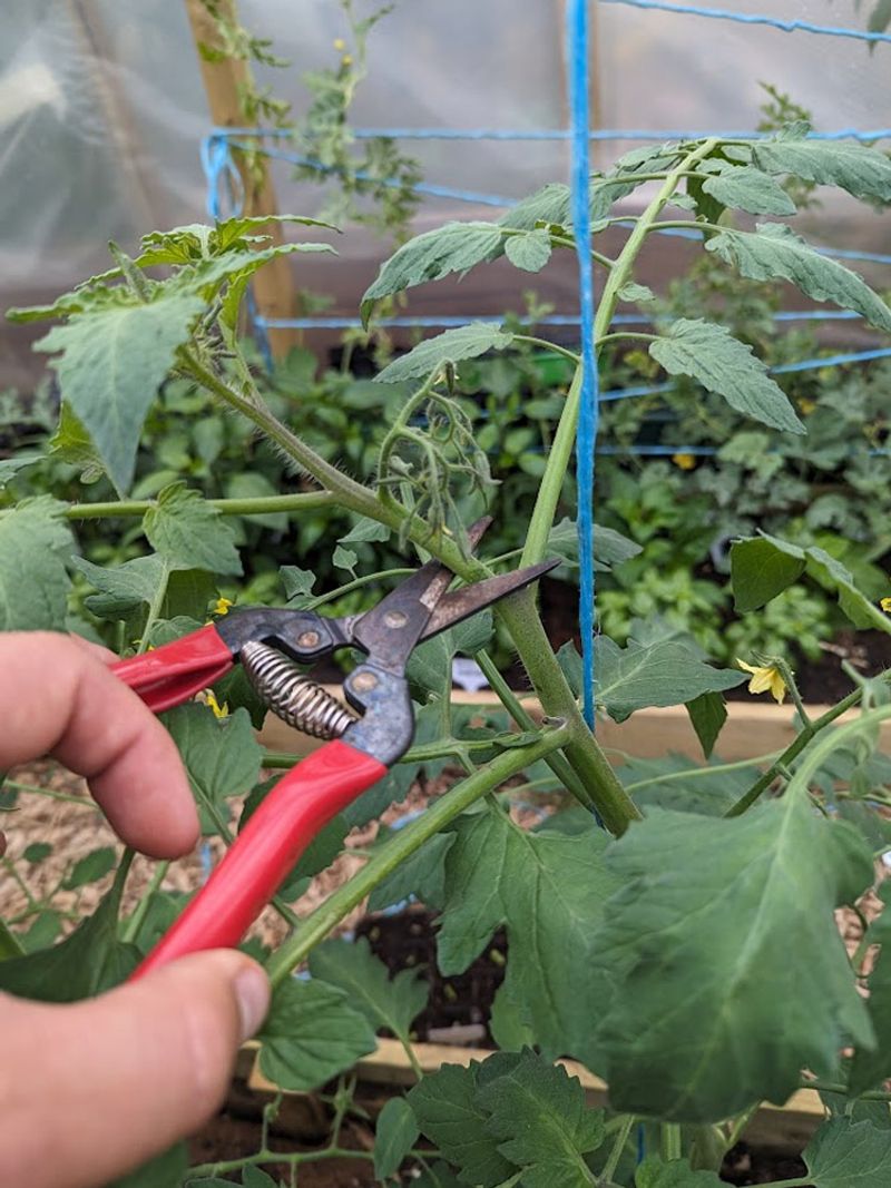 Wait Until Late Season To Redirect Growth