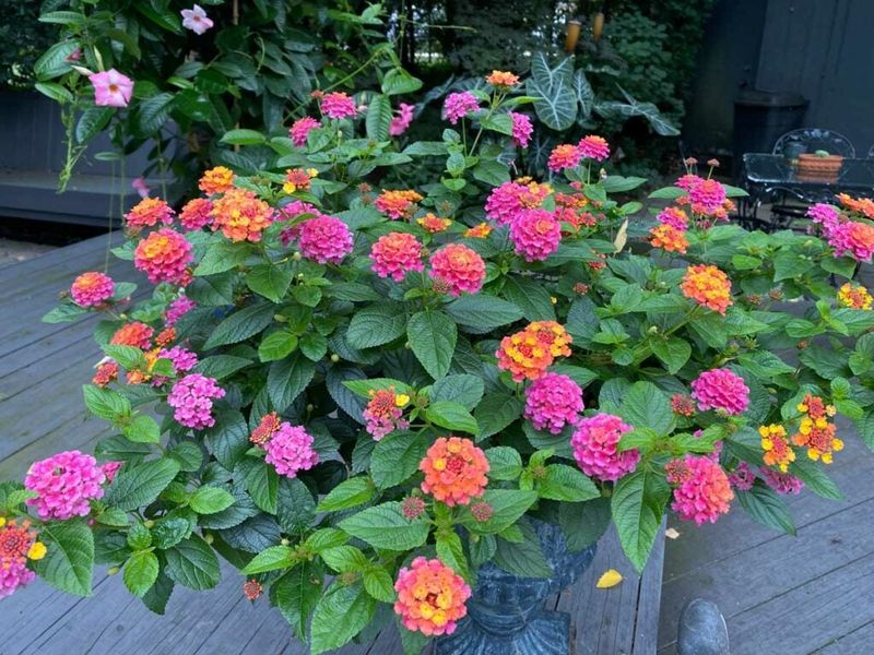 Wait Until Nights Stay Warm Before Planting