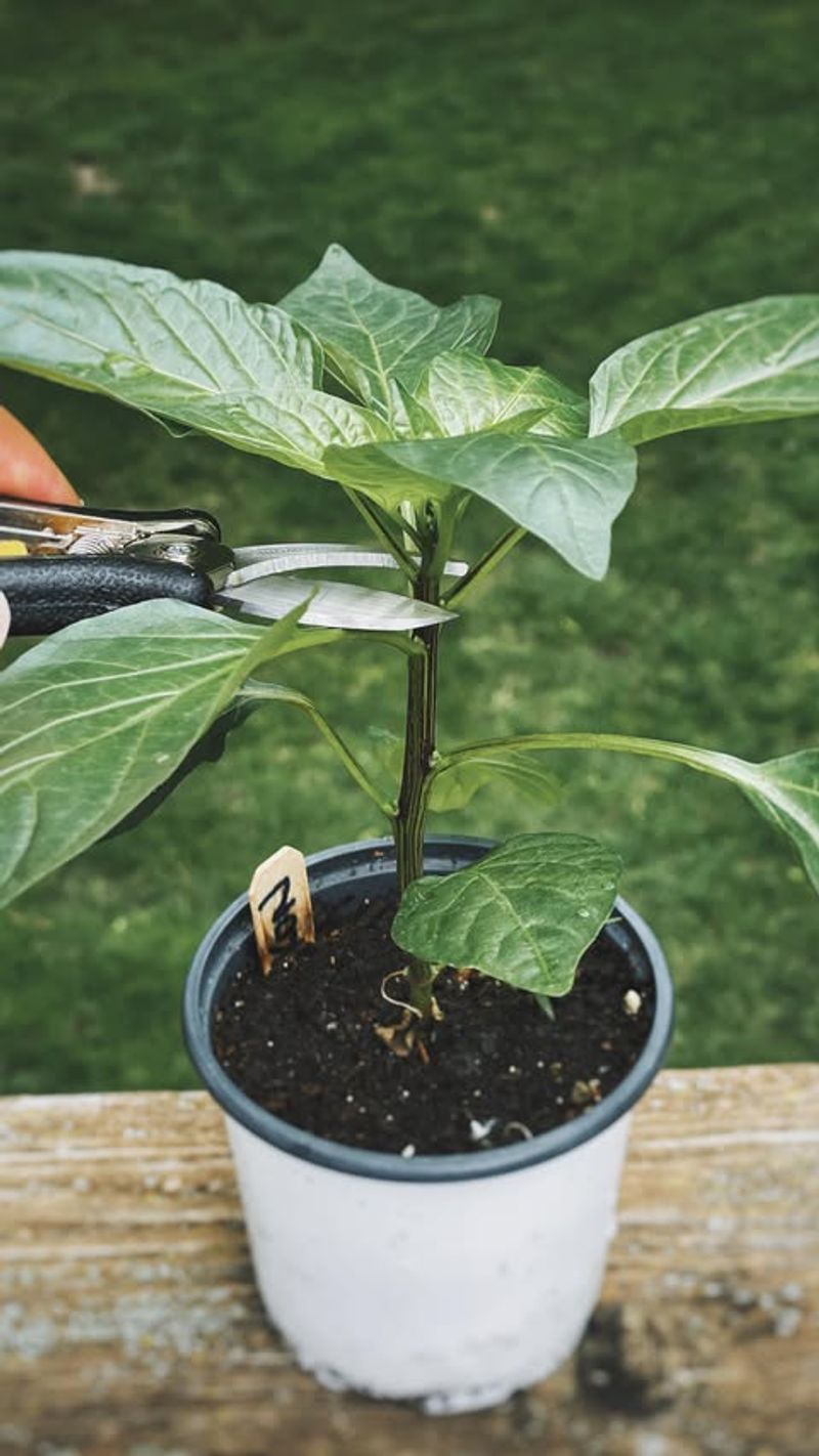 Wait Until Plants Reach Several Inches Tall