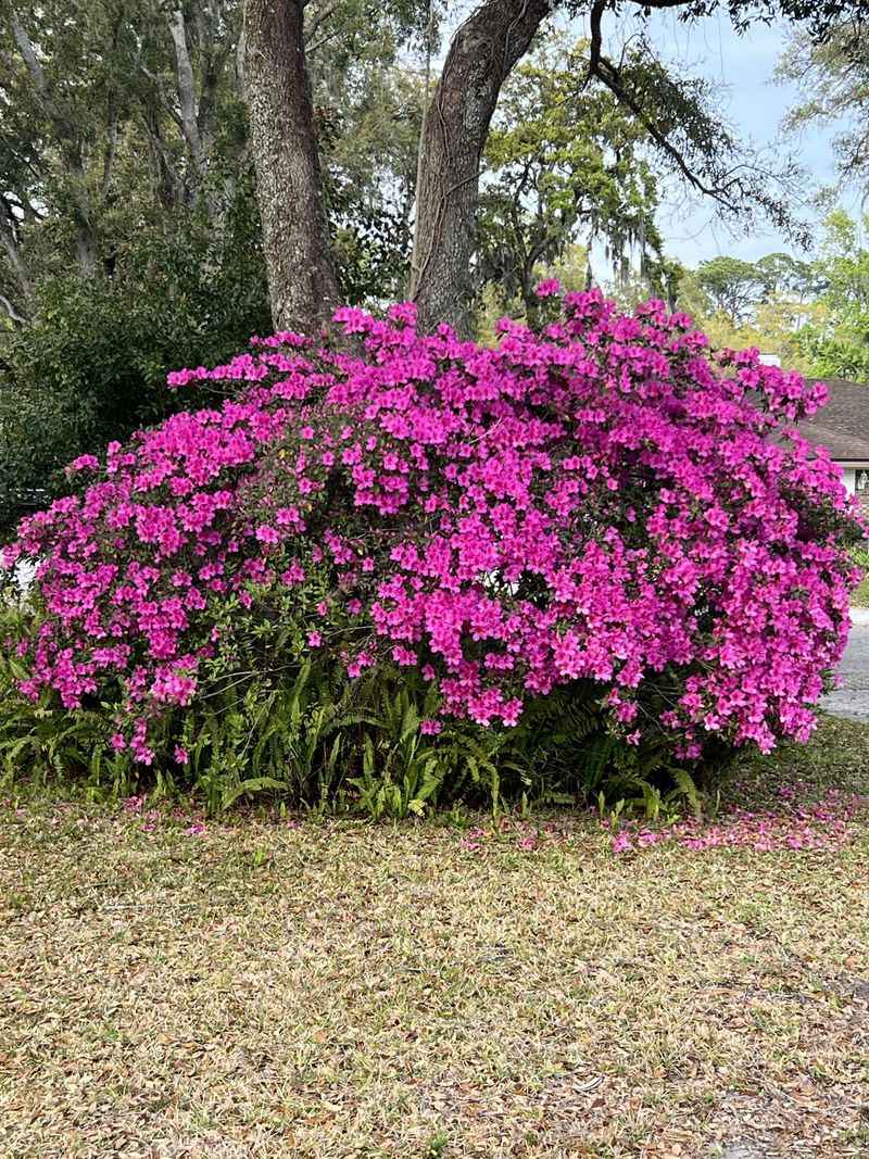 Wait Until Spring Bloomers Finish Flowering Wait Until Spring Bloomers Finish Flowering