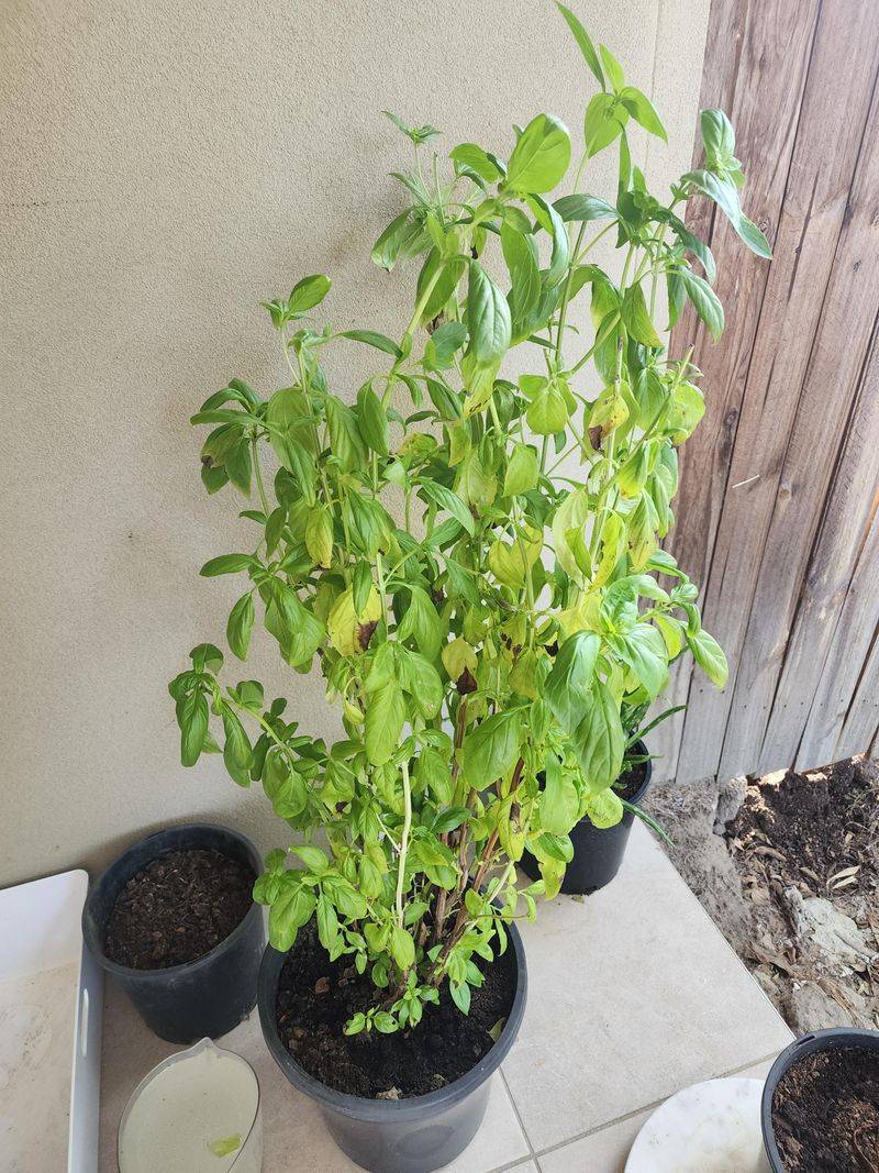 Waiting Too Long To Harvest 