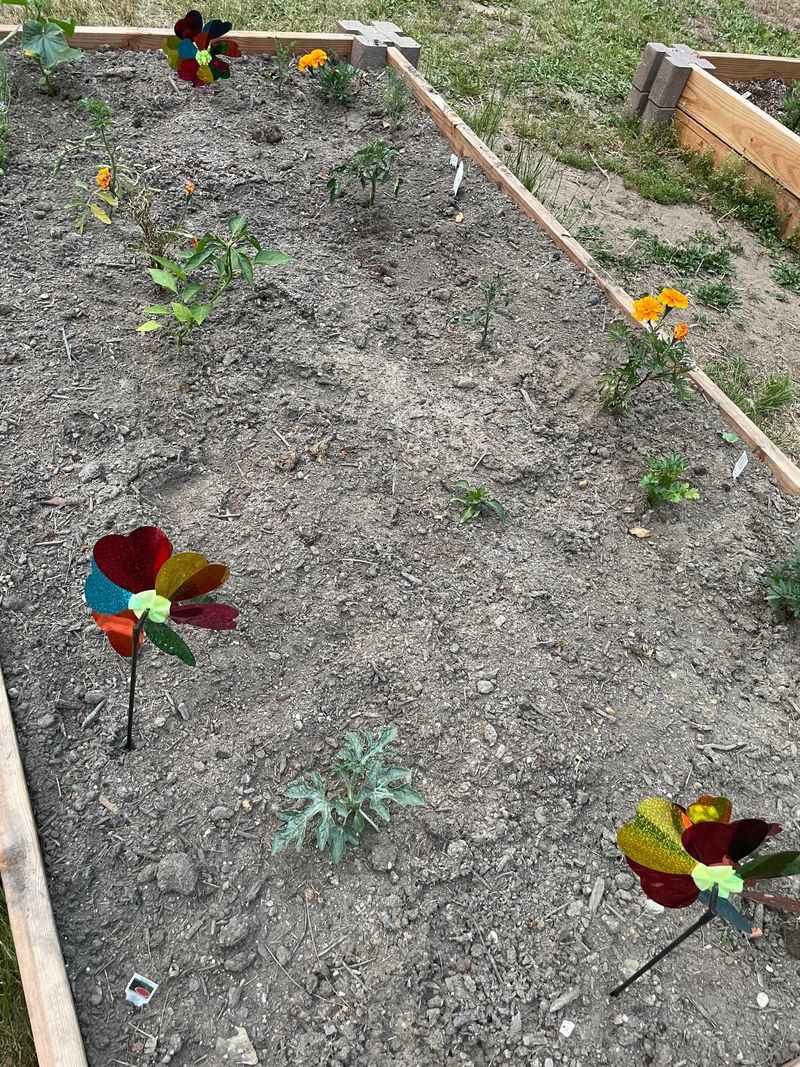 Waiting Too Long To Mulch Before Summer Heat Waiting Too Long To Mulch Before Summer Heat