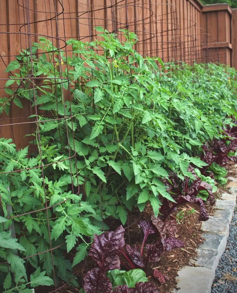 Waiting Too Long To Stake Or Cage Tomatoes Creates A Summer Mess