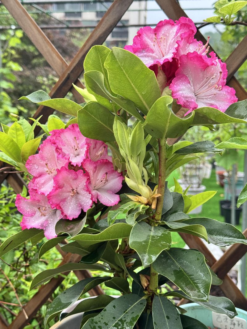 Waiting Too Long To Trim Can Reduce Spring Color