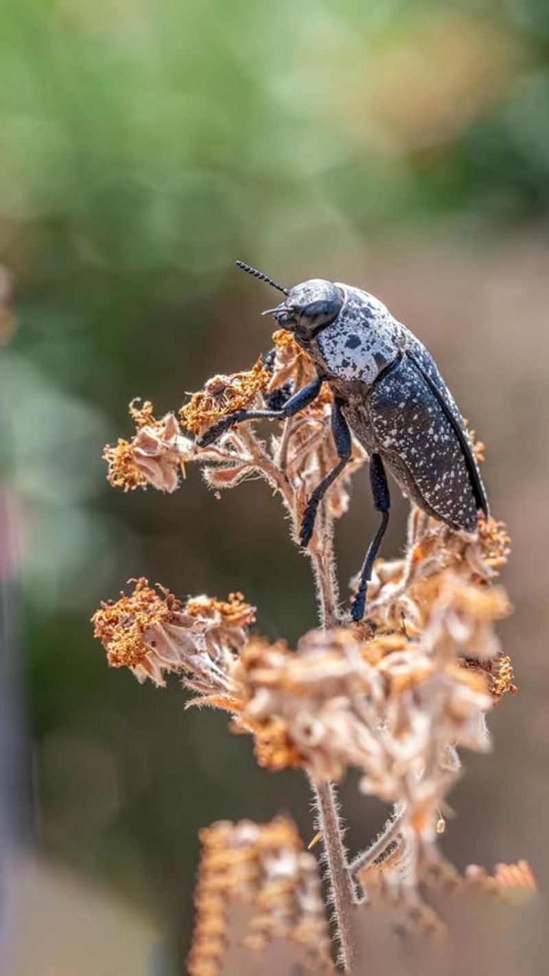 Waiting Too Long To Watch For Pests Allows Summer Infestations To Explode