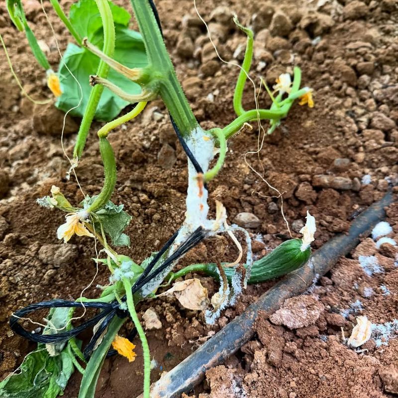 Waiting Until Plants Wilt Usually Means The Disease Has Already Spread