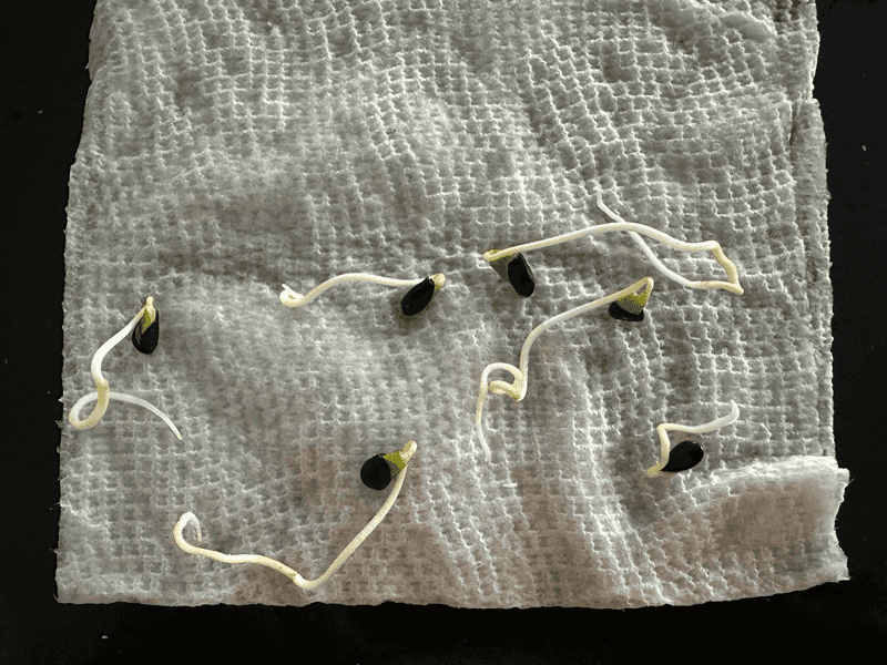 Wake Apple Seeds With A Cold Moist Start