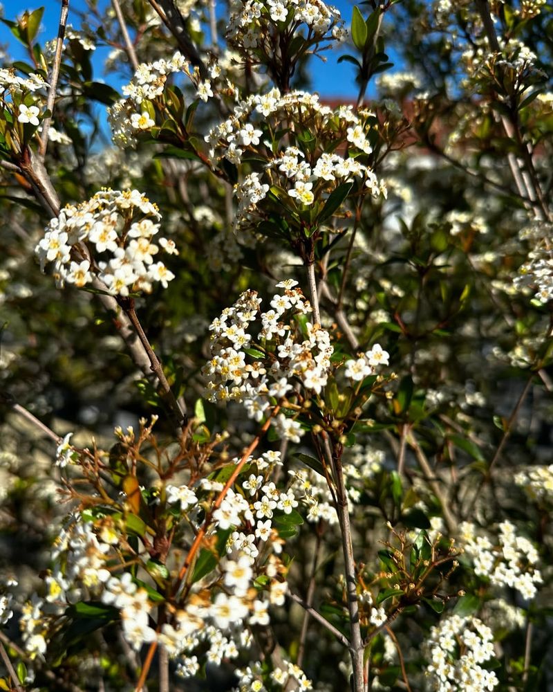 Walter's Viburnum Builds A Native Privacy Hedge
