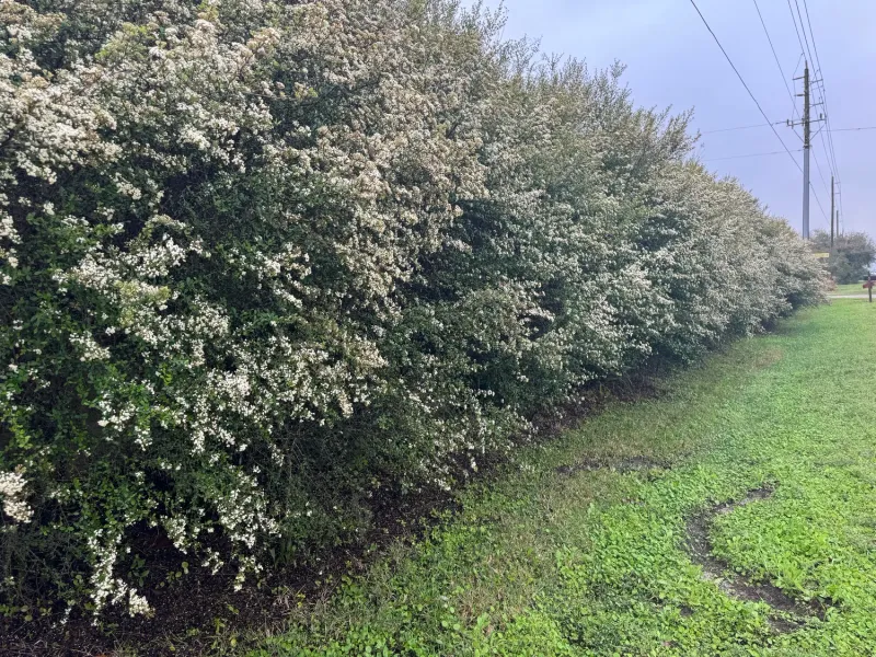 Walter's Viburnum Builds A True Native Hedge