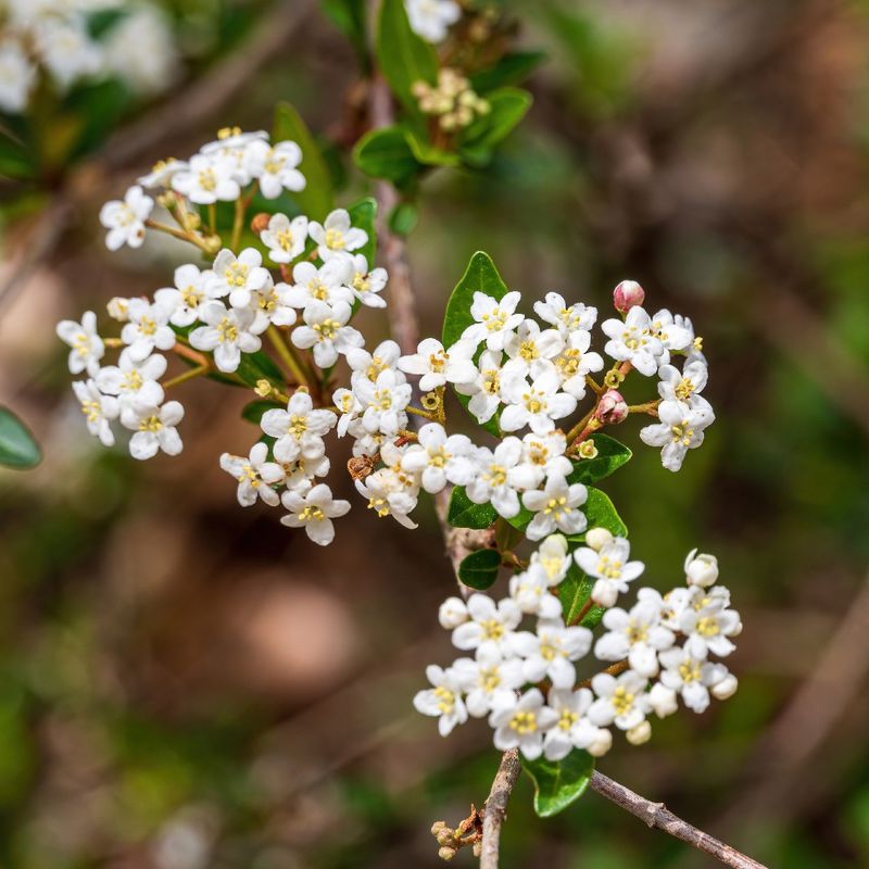 Walter's Viburnum May Need Sucker Control