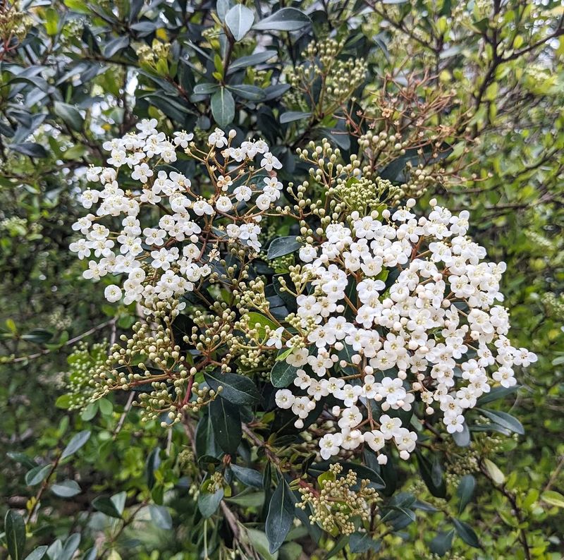Walter's Viburnum Works As A Small Tree Or Tall Hedge Walter's Viburnum Works As A Small Tree Or Tall Hedge