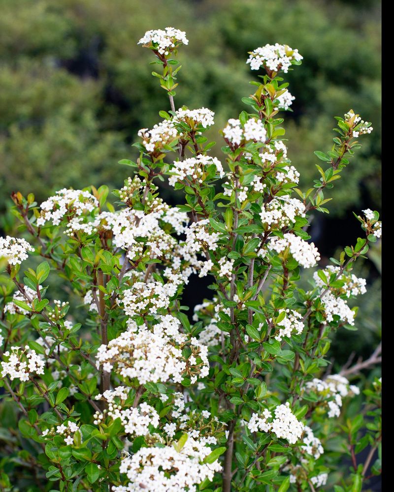 Walter's Viburnum Works As A Small Tree Or Tall Screen