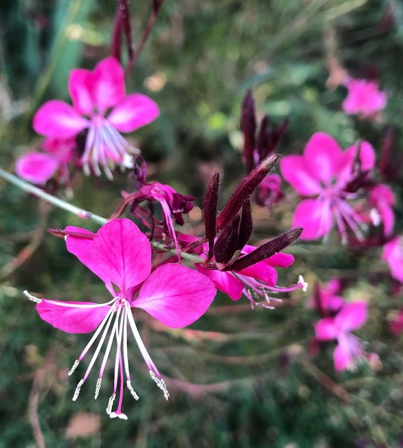 Wandflower