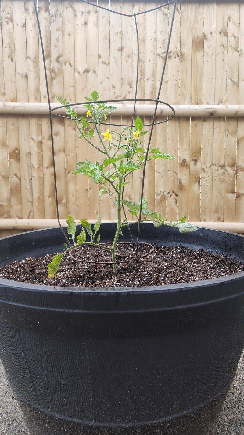 Warm Days Do Not Always Mean Warm Roots