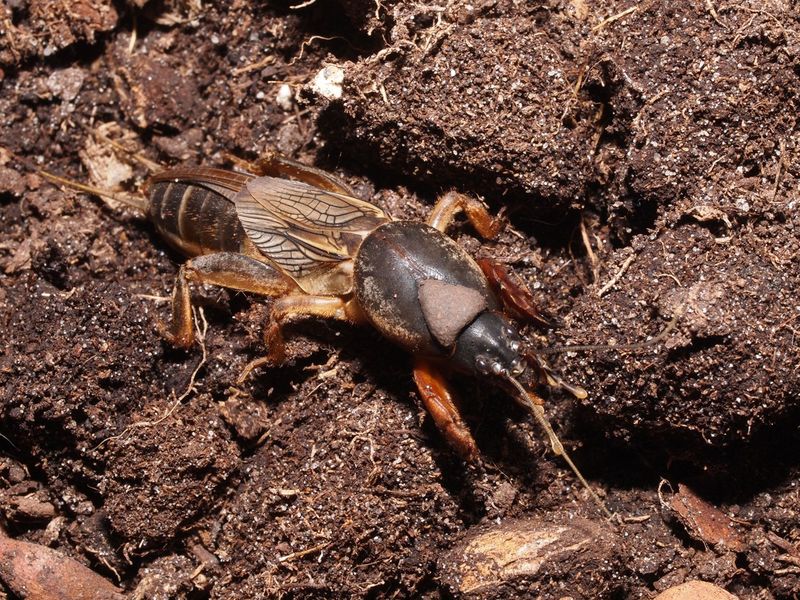 Warm Humid North Carolina Summers Help Mole Cricket Populations Expand Quickly Warm Humid North Carolina Summers Help Mole Cricket Populations Expand Quickly