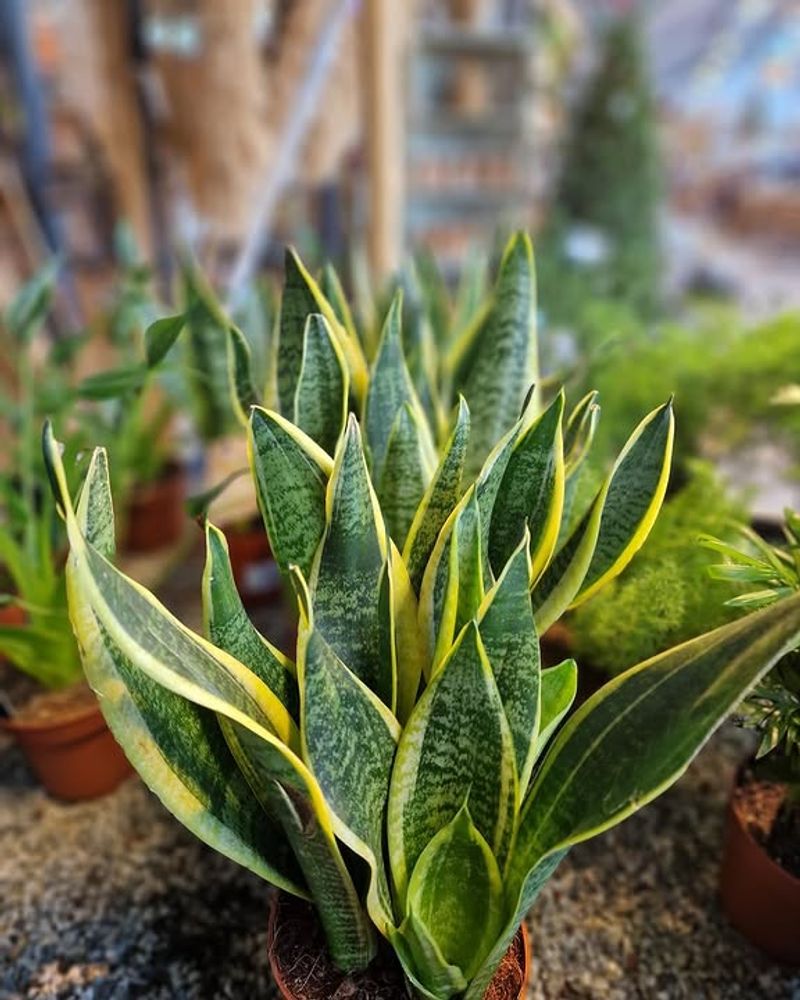 Warm Indoor Temperatures Support Healthier Growth Warm Indoor Temperatures Support Healthier Growth