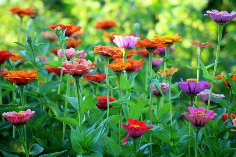 Warm Late May Soil Helps Zinnias Grow Much Faster