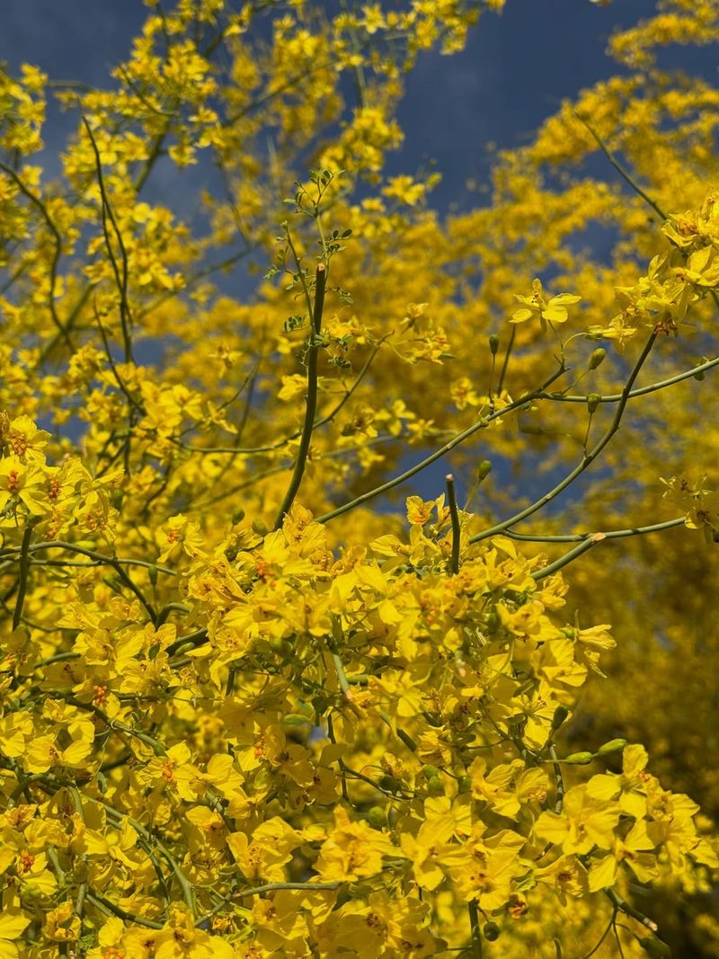 Warm May Temperatures Speed Up Petal Loss