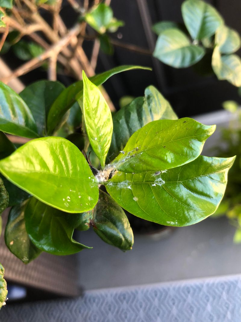 Warm Nights Bring More Pest Pressure