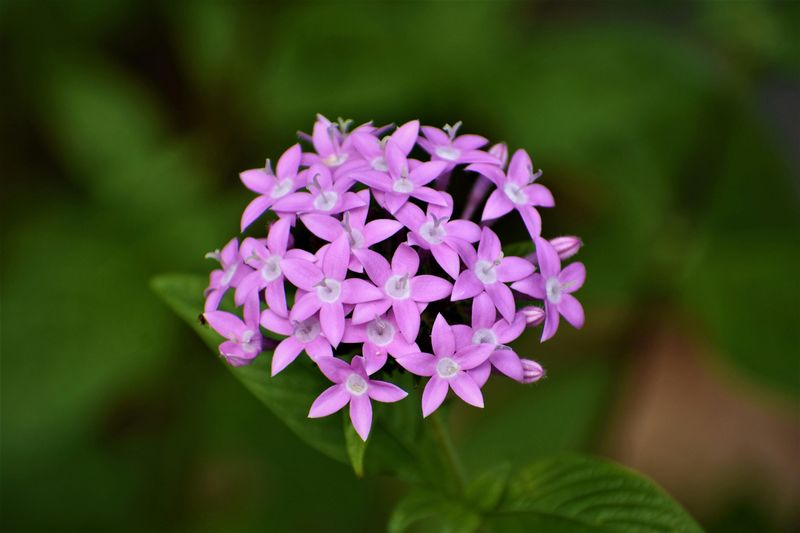 Warm Season Annuals Need A Head Start