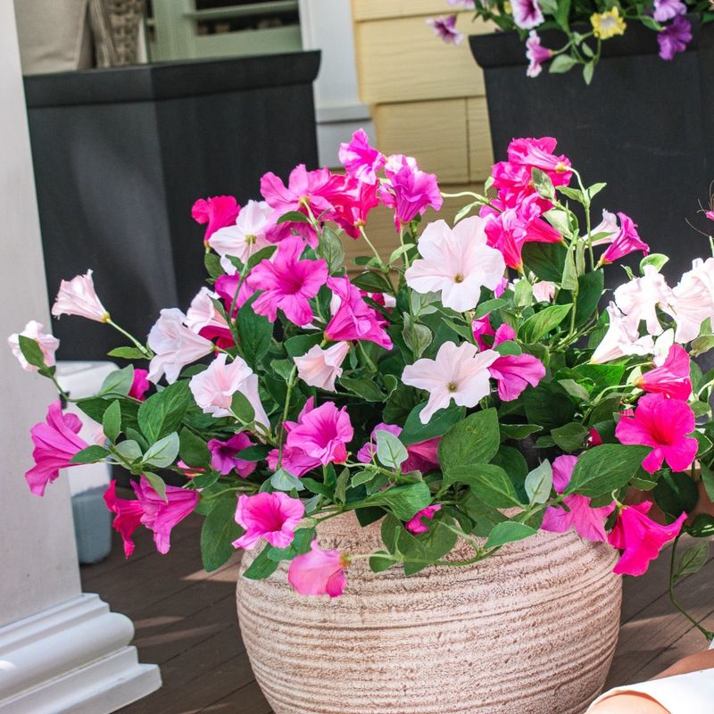 Warm-Season Flowers Can Refresh The Container