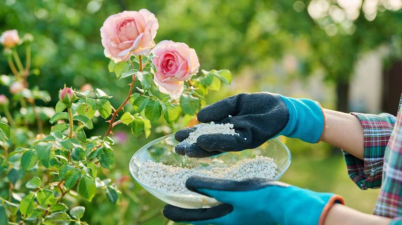 Roses Shine After A May Feeding
