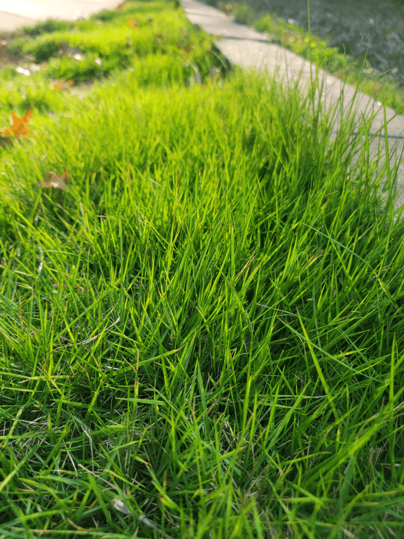 Warm Season Lawns Usually Recover Better With Regular Care