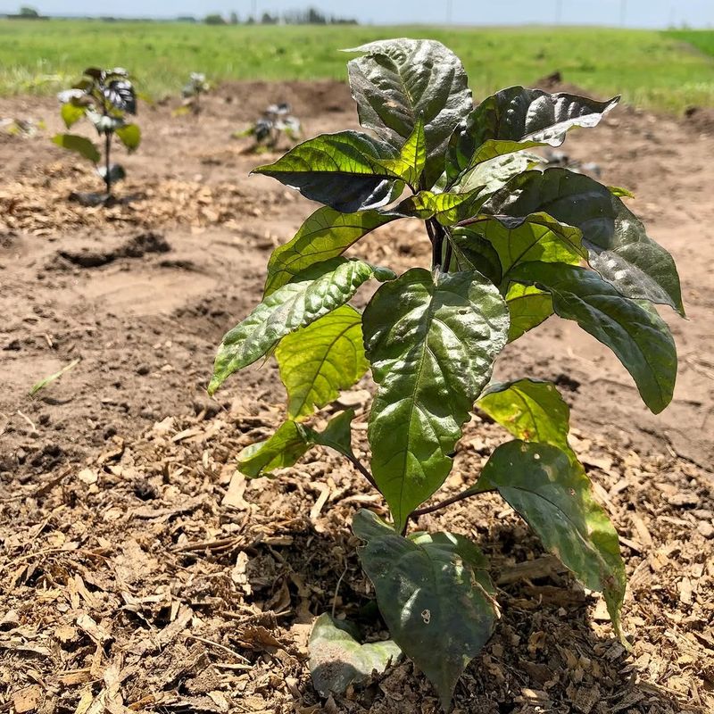 Warm Soil Helps Pepper Plants Grow Faster Outdoors