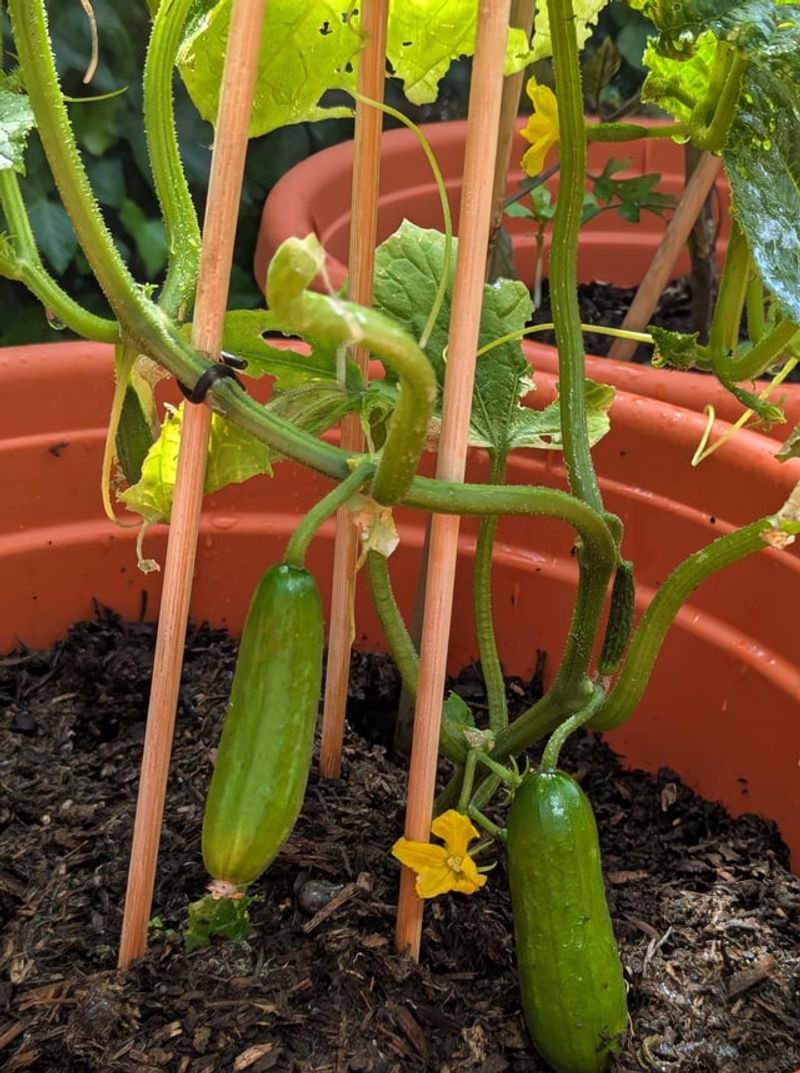 Warm Soil Makes Cucumbers Take Off Warm Soil Makes Cucumbers Take Off