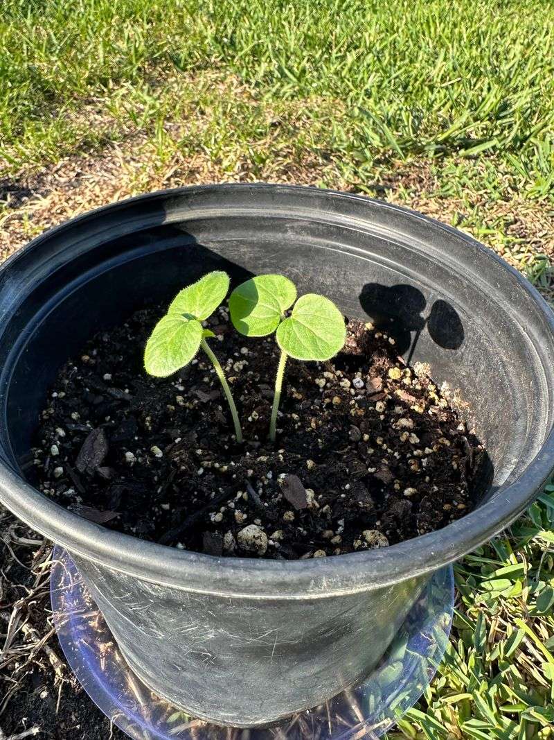 Warm Soil Sends Okra Into Action