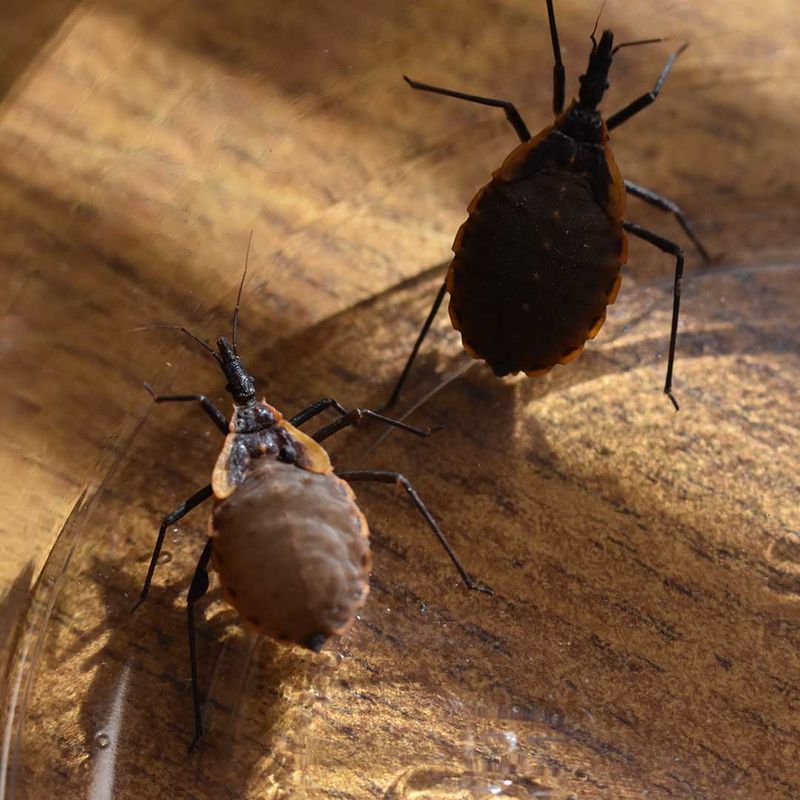 Warm Summer Nights Increase Kissing Bug Activity