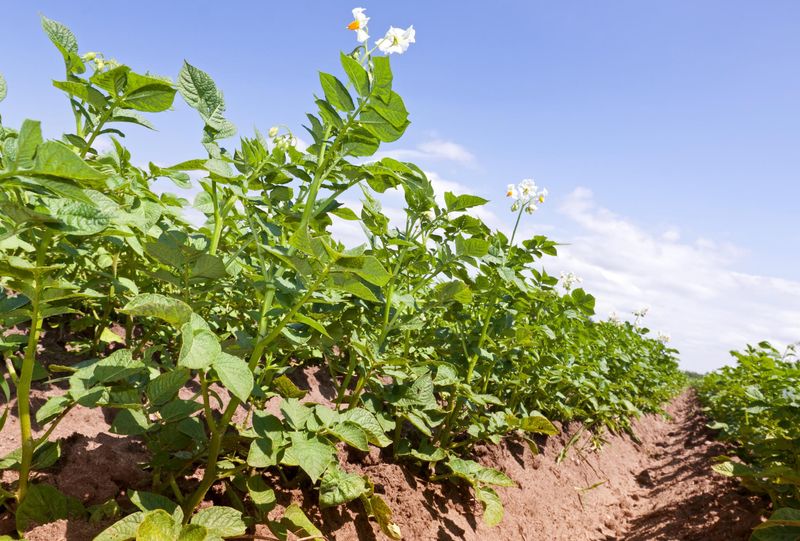 Warm Weather Changes The Way Potatoes Grow