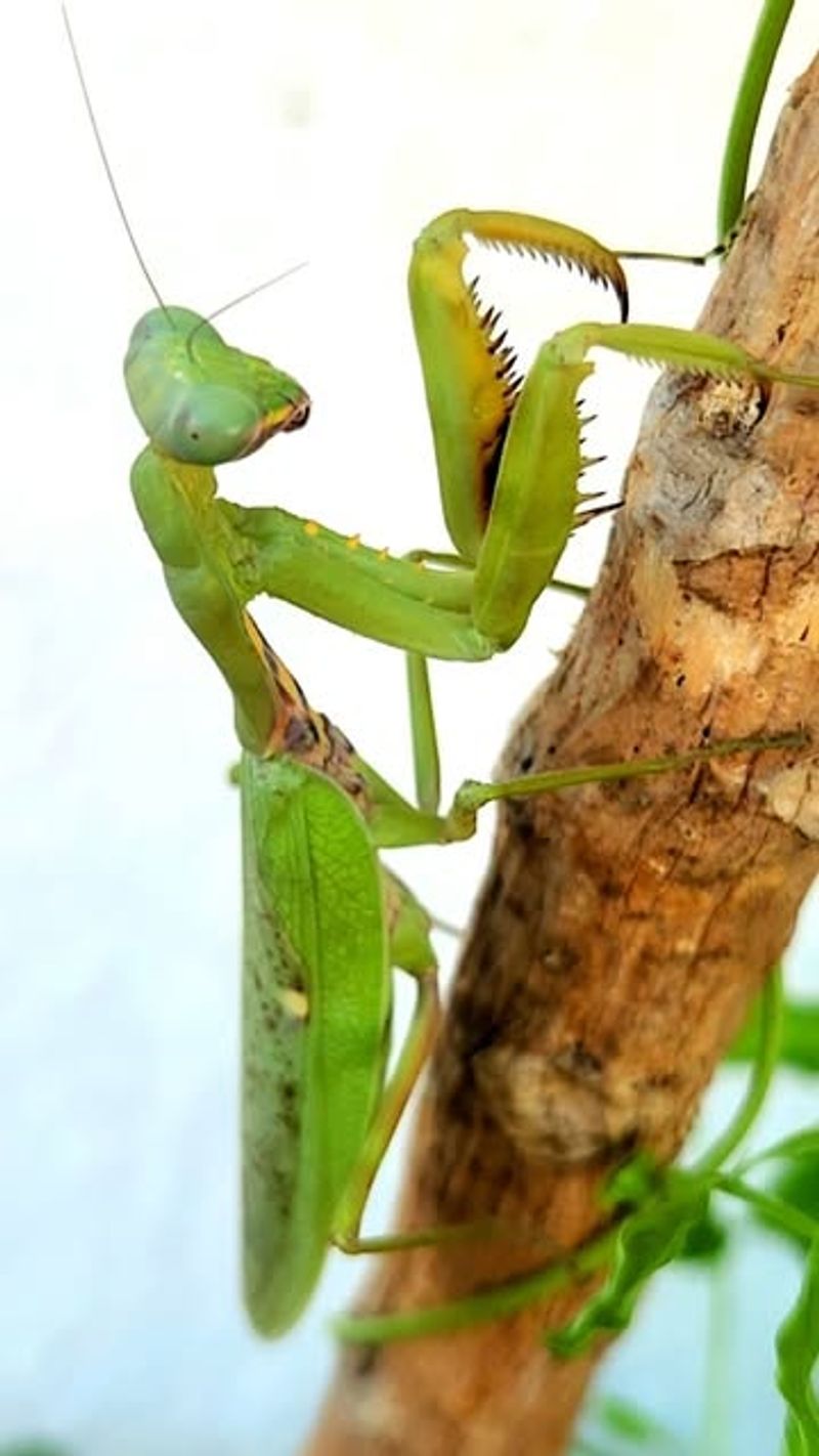 Warm Weather Helps Mantises Stay Active Longer