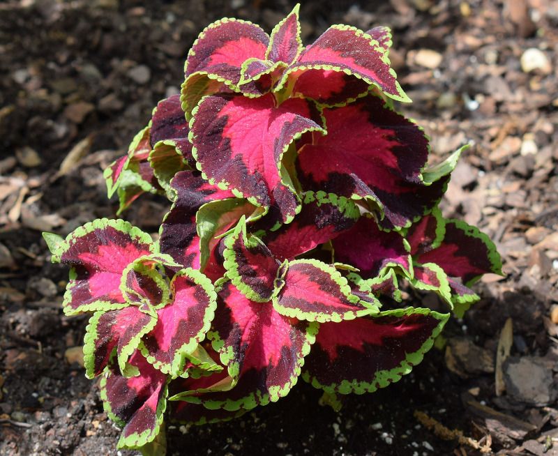 Warm Weather Makes Outdoor Planting Safer